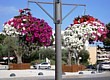 Vence Cité des fleurs