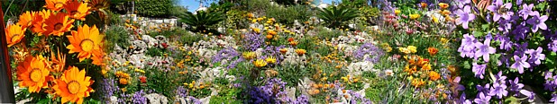  les fleurs de saisons